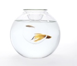 fishbowl-dear-neighbour