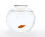fishbowl-under-candle-light
