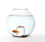 fishbowl-wishing-well