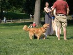 central park dog