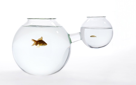 fishbowl-xs-or-xl